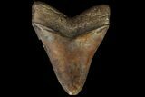 Brown, Serrated, Fossil Megalodon Tooth - Georgia #89786-1